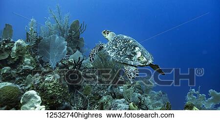 Hawksbill Sea Turtle (Eretmochelys imbricata); Belize View Large Photo Image Stock Photograph - Hawksbill Sea Turtle (Eretmochelys imbricata); Belize. Fotosearch