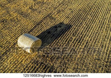 Stock Photograph - Hay bale in a cut field with long shadow at sunrise; Alberta, Canada. Fotosearch