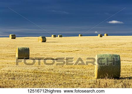 Hay bales in a cut field with blue sky; Alberta, Canada View Large Photo Image Stock Photograph - Hay bales in a cut field with blue sky; Alberta, Canada. Fotosearch