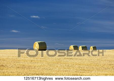 Hay bales in a cut field with blue sky; Alberta, Canada View Large Photo Image Stock Photograph - Hay bales in a cut field with blue sky; Alberta, Canada. Fotosearch