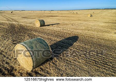 Stock Photograph - Hay bales in a cut field with long shadows at sunrise and blue sky; Alberta, Canada. Fotosearch