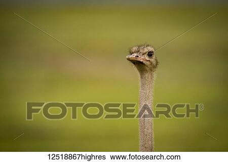 Stock Photograph - Head of male ostrich (Struthio camelus) against grassy meadow, Ngorongoro Crater; Tanzania. Fotosearch