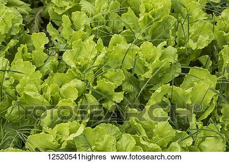 Heads of lettuce growing in a garden; Hoi An Ancient Town, Quang Nam, Vietnam View Large Photo Image Stock Photograph - Heads of lettuce growing in a garden; Hoi An Ancient Town, Quang Nam, Vietnam. Fotosearch
