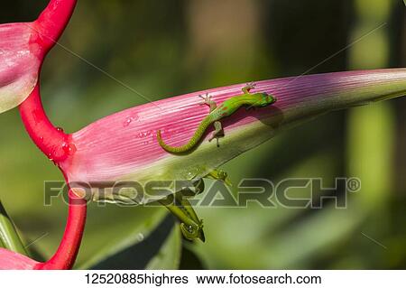 Heliconia chartacea, a herbaceous plant, with a green Madagascar day gecko (Phelsuma madagascariensis); Napoopoo, Island of Hawaii, Hawaii, United States of America View Large Photo Image Stock Photograph - Heliconia chartacea, a herbaceous plant, with a green Madagascar day gecko (Phelsuma madagascariensis); Napoopoo, Island of Hawaii, Hawaii, United States of America. Fotosearch
