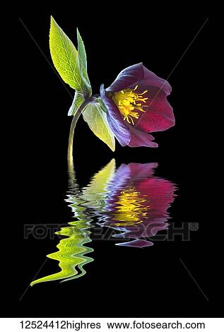 Hellebores (Helleborus) reflected in water View Large Photo Image Stock Photograph - Hellebores (Helleborus) reflected in water. Fotosearch