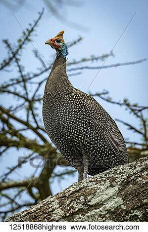 Stock Photograph - Helmeted guineafowl (Numida meleagris) staring ahead from thick branch, Serengeti National Park; Tanzania. Fotosearch