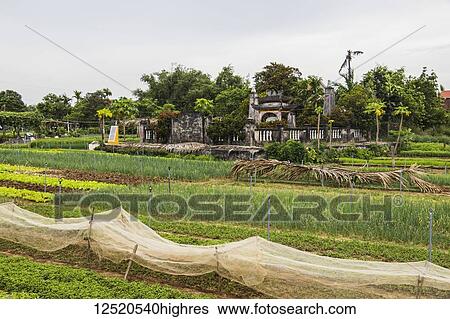 Stock Photograph - Herb fields; Hoi An Ancient Town, Quang Nam, Vietnam. Fotosearch