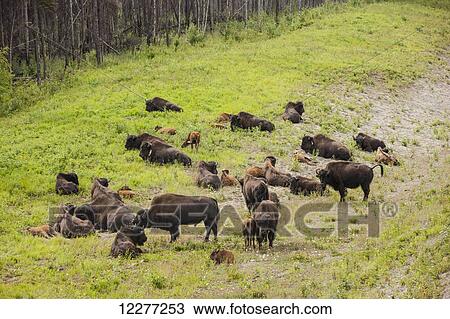 Stock Image - Herd of buffalo resting alongside the Alaska Highway north of Liard Hot Springs, British Columbia, Canada, Summer. Fotosearch