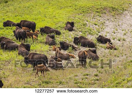 Herd of buffalo resting alongside the Alaska Highway north of Liard Hot Springs, British Columbia, Canada, Summer View Large Photo Image Stock Photo - Herd of buffalo resting alongside the Alaska Highway north of Liard Hot Springs, British Columbia, Canada, Summer. Fotosearch