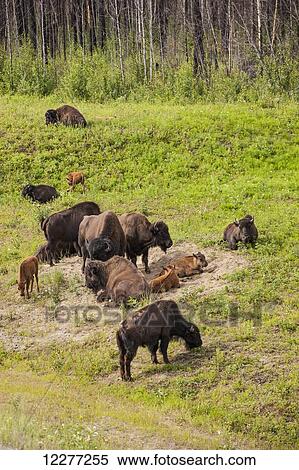 Stock Photography - Herd of buffalo resting alongside the Alaska Highway north of Liard Hot Springs, British Columbia, Canada, Summer. Fotosearch