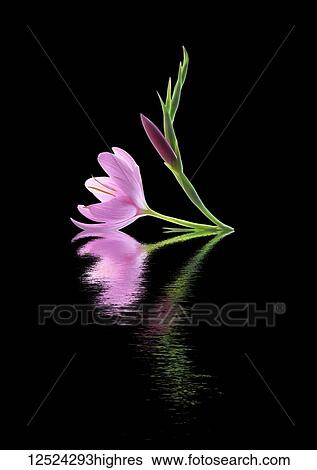 Stock Photograph - Hesperantha flower reflected in water. Fotosearch