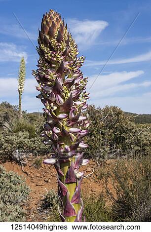 Hesperoyucca Yucca in full bloom, William Heise County Park; Julian, California, United States of America View Large Photo Image Stock Photograph - Hesperoyucca Yucca in full bloom, William Heise County Park; Julian, California, United States of America. Fotosearch