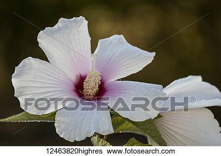 Hibiscus blooms on a summer day; Astoria, Oregon, United States of America View Large Photo Image Stock Photograph - Hibiscus blooms on a summer day; Astoria, Oregon, United States of America. Fotosearch