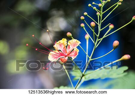 Hibiscus in bloom; Siem Reap, Cambodia View Large Photo Image Stock Photograph - Hibiscus in bloom; Siem Reap, Cambodia. Fotosearch