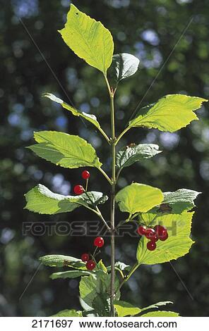 Stock Photo - Highbush Cranberries Summer Scenic Katmai Np Ak. Fotosearch