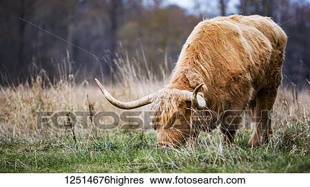 Stock Photograph - Highland Cow grazing in a grass field; Aldergrove, British Columbia, Canada. Fotosearch