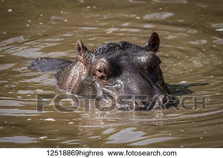 Stock Photograph - Hippopotamus (hippopotamus amphibius) wading up to neck in pool, Serengeti National Park; Tanzania. Fotosearch
