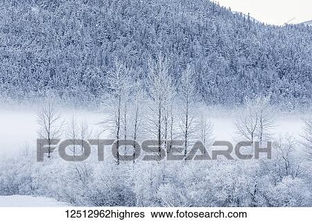 Hoar frost covers birch trees in a wintery landscape with a hillside of evergreen trees in the background, Seward Highway, South-central Alaska; Portage, Alaska, United States of America View Large Photo Image Stock Photograph - Hoar frost covers birch trees in a wintery landscape with a hillside of evergreen trees in the background, Seward Highway, South-central Alaska; Portage, Alaska, United States of America. Fotosearch