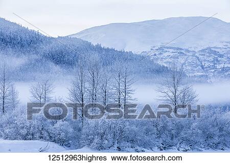 Hoar frost covers birch trees in a wintery landscape with a hillside of evergreen trees in the background, Seward Highway, South-central Alaska; Portage, Alaska, United States of America View Large Photo Image Stock Photograph - Hoar frost covers birch trees in a wintery landscape with a hillside of evergreen trees in the background, Seward Highway, South-central Alaska; Portage, Alaska, United States of America. Fotosearch