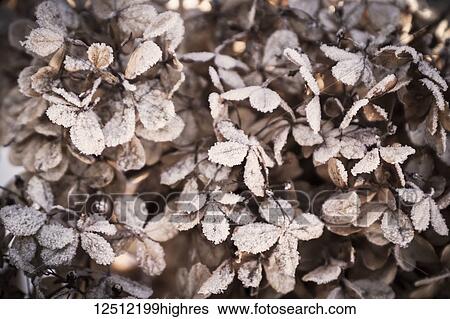 Stock Photograph - Hoar frost on a dried hydrangea flower in the winter, Parkland County; Alberta, Canada. Fotosearch