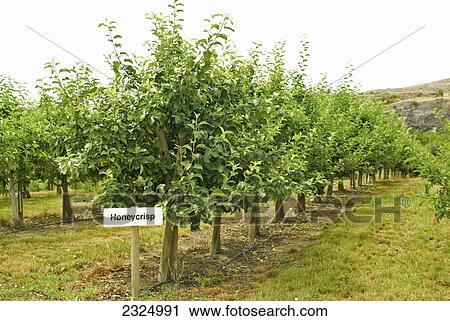Honeycrisp Apple tree grove; Vernon, British Columbia, Canada View Large Photo Image Stock Image - Honeycrisp Apple tree grove; Vernon, British Columbia, Canada. Fotosearch