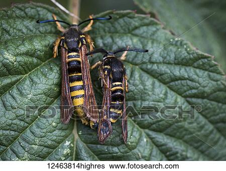 Hornet Moths copulate on a plant leaf; Astoria, Oregon, United States of America View Large Photo Image Stock Photograph - Hornet Moths copulate on a plant leaf; Astoria, Oregon, United States of America. Fotosearch
