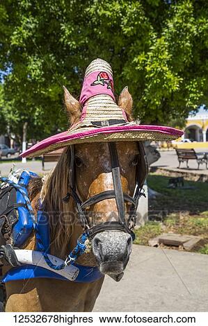 Stock Photograph - Horse wearing a hat; Izamal, Yucatan, Mexico. Fotosearch