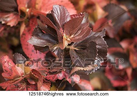 Stock Photograph - Hou Pa Kho plant, Ban Li; Xiangkhouang, Laos. Fotosearch