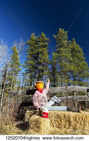 Humorous halloween mannequin sitting on hay bale with pumpkin head and wooden fence; Bragg Creek, Alberta, Canada View Large Photo Image Stock Photograph - Humorous halloween mannequin sitting on hay bale with pumpkin head and wooden fence; Bragg Creek, Alberta, Canada. Fotosearch