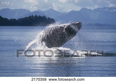 Humpback Whale Breaching Frederick Sound Se Ak View Large Photo Image Stock Photo - Humpback Whale Breaching Frederick Sound Se Ak. Fotosearch