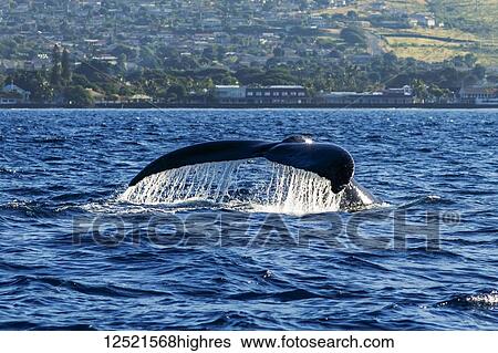 Humpback whale (Megaptera novaeangliae) fluke; Lahaina, Maui, Hawaii, United States of America View Large Photo Image Stock Photograph - Humpback whale (Megaptera novaeangliae) fluke; Lahaina, Maui, Hawaii, United States of America. Fotosearch