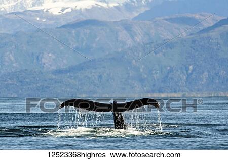 Stock Photograph - Humpback whale (Megaptera novaeangliae) fluke along the coast of Kachemak Bay; Homer, Alaska, United States of America. Fotosearch