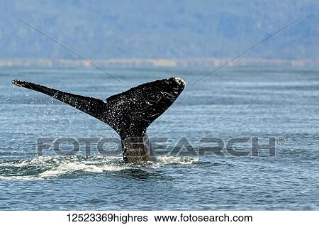 Stock Photograph - Humpback whale (Megaptera novaeangliae) fluke along the coast of Kachemak Bay; Homer, Alaska, United States of America. Fotosearch