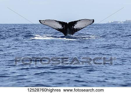 Stock Photograph - Humpback whale (Megaptera novaeangliae) tail fluke; Lahaina, Maui, Hawaii, United States of America. Fotosearch