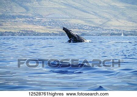 Stock Photograph - Humpback whale (Megaptera novaeangliae) inflated head lunge; Lahaina, Maui, Hawaii, United States of America. Fotosearch