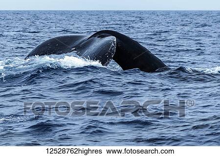 Humpback whale (Megaptera novaeangliae) tail fluke; Lahaina, Maui, Hawaii, United States of America View Large Photo Image Stock Photograph - Humpback whale (Megaptera novaeangliae) tail fluke; Lahaina, Maui, Hawaii, United States of America. Fotosearch