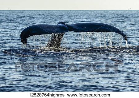 Stock Photograph - Humpback whale (Megaptera novaeangliae) tail fluke; Lahaina, Maui, Hawaii, United States of America. Fotosearch