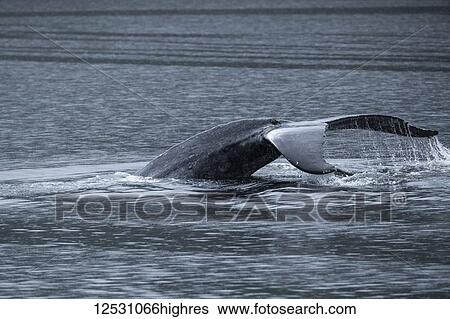 Stock Photograph - Humpback whale (Megaptera novaeangliae) with rope around it's fin, Great Bear Rainforest; Hartley Bay, British Columbia, Canada. Fotosearch