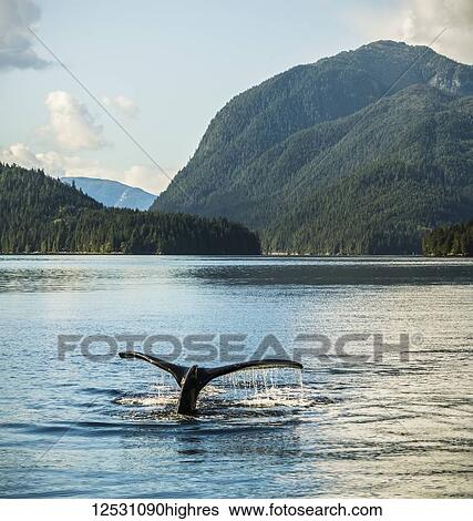 Stock Photograph - Humpback whale (Megaptera novaeangliae) fluke seen while the whale is diving; Hartley Bay, British Columbia, Canada. Fotosearch