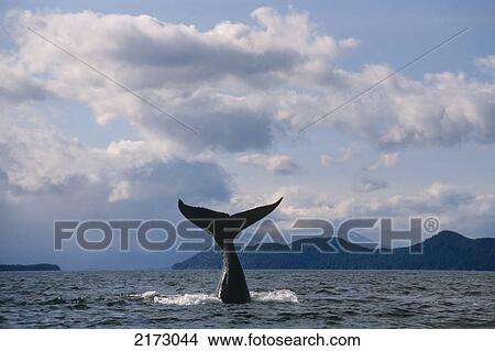Humpback Whale Tail Raises Out Of The Water. Off The Coast Near Juneau In Southeast Alaska. View Large Photo Image Picture - Humpback Whale Tail Raises Out Of The Water. Off The Coast Near Juneau In Southeast Alaska.. Fotosearch