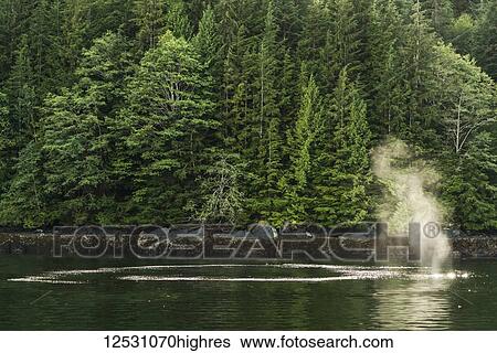 Stock Photograph - Humpback whales (Megaptera novaeangliae) bubble netting, Great Bear Rainforest; Hartley Bay, British Columbia, Canada. Fotosearch