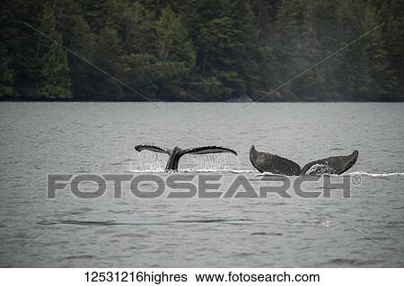 Stock Photograph - Humpback whales (Megaptera novaeangliae) flukes seen while the whales are diving; Hartley Bay, British Columbia, Canada. Fotosearch