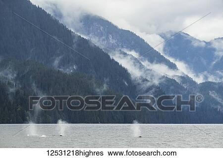 Stock Photograph - Humpback whales (Megaptera novaeangliae) taking a breath of air before diving in the waters of the Great Bear Rainforest; Hartley Bay, British Columbia, Canada. Fotosearch