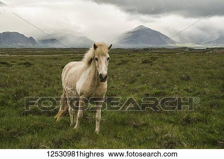 Icelandic horse in a grass field; Iceland View Large Photo Image Stock Photograph - Icelandic horse in a grass field; Iceland. Fotosearch