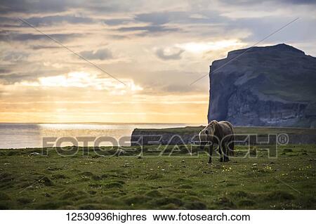 Stock Photograph - Icelandic horse walking along the ocean at sunset; Hofsos, Iceland. Fotosearch