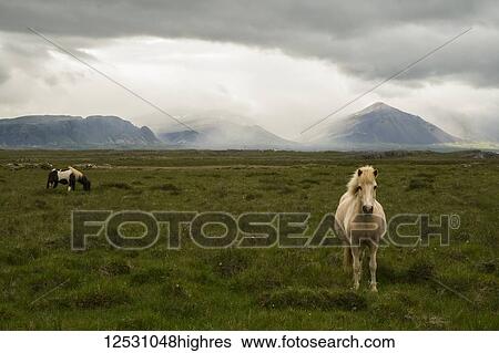 Stock Photograph - Icelandic horses in stormy weather creating a moody scene, Snaefellsness Peninsula; Iceland. Fotosearch