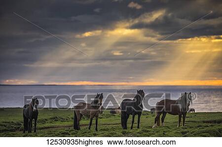 Icelandic horses standing in a row on the shore at sunset; Hofsos, Iceland View Large Photo Image Stock Photograph - Icelandic horses standing in a row on the shore at sunset; Hofsos, Iceland. Fotosearch