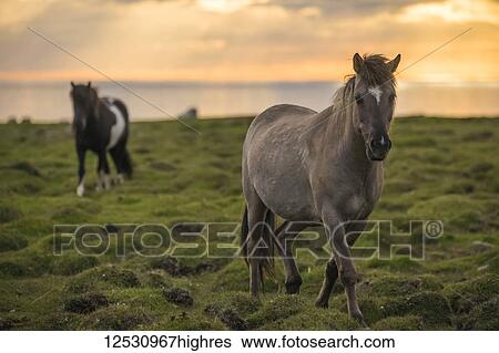 Icelandic horses walking along the ocean at sunset; Hofsos, Iceland View Large Photo Image Stock Photograph - Icelandic horses walking along the ocean at sunset; Hofsos, Iceland. Fotosearch