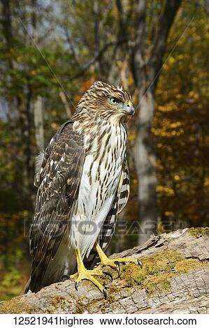 Stock Photograph - Immature Cooper's Hawk (Accipiter cooperii), Finger Lakes Region; New York, United States of America. Fotosearch