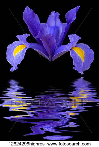 Stock Photograph - Iris reticulata flower head looking like a spaceship reflected in water. Fotosearch